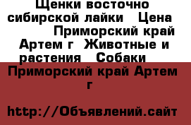 Щенки восточно-сибирской лайки › Цена ­ 4 000 - Приморский край, Артем г. Животные и растения » Собаки   . Приморский край,Артем г.